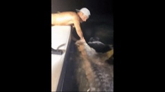 Video:  "Cần thủ " Mỹ bắt được cá Tarpon khổng lồ quý hiếm