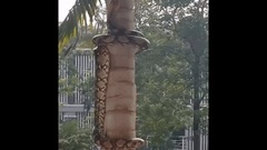 Bất ngờ trước kỹ năng leo cây điêu luyện của trăn gấm Thái Lan