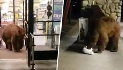 Gấu nâu mò vào siêu thị kiếm đồ ăn rồi đánh chén” luôn ngoài cửa