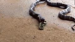 Video: Sốc nặng trước cảnh rắn độc quằn quại nôn ra đồng loại ở Ấn Độ