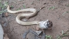 Video: Nuốt chứng chai siro ho, rắn hổ mang nhận cái kết đắng