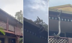 Video: Chủ nhà sợ hãi khi bắt gặp 2 trăn khủng  "hỗn chiến " trên mái nhà