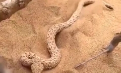 Thán phục nghệ thuật ngụy trang để săn mồi của  "sát thủ sa mạc "