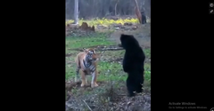 Nghẹt thở xem gấu đen quyết chiến với hổ dữ