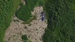  "Nổi da gà " cảnh tượng cá chết phủ kín mặt sông ở Brazil