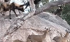 Bị 21 chó hoang truy sát, linh dương vẫn thoát chết khó tin