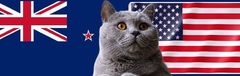 Nhận định soi kèo trận U23 Mỹ-U23 New Zealand Olympic Paris 0h ngày 28/7: Mèo tiên tri chia điểm 
