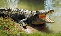 Cá sấu khổng lồ nặng gần nửa tấn thiết lập kỷ lục thế giới mới