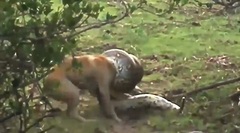 Bị trăn khổng lồ siết chặt, chó nhà phản đòn và cái kết bất ngờ ở phút chót