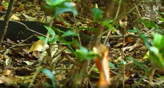 Video: Đụng độ rắn hổ mang chúa  "khủng ", rắn cực độc Viper Malabar phải bỏ mạng