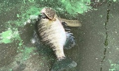 Thấy điều khác lạ dưới nước khi đi câu, người phụ nữ  "không đứng vững " khi rõ sự thật