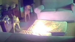 Chú chó tự  "rước họa vào thân " vì thói quen khó bỏ