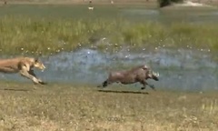 Cuộc rượt đuổi nghẹt thở: Lợn bướu  "vượt mặt " tử thần