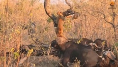 Video: Trâu rừng trở thành kẻ săn mồi, hạ gục sư tử bằng chiêu thức độc đáo