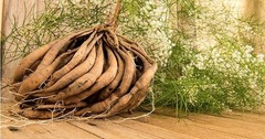 Loại củ “xấu xí” nhưng cực hiếm, tốt cho phụ nữ tiền mãn kinh?