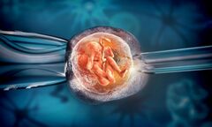 Vợ chồng làm  “IVF” nên ăn gì?