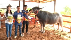 Video: Con trâu giá 2,3 tỷ đồng ở Thái Lan có gì đặc biệt?