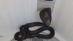 Nghe tiếng phì phì trong máy giặt, kiểm tra thấy cảnh kinh hoàng