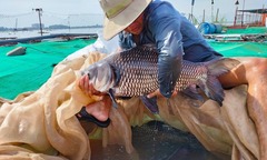 Cô giáo mầm non bỏ việc về nuôi  "thủy quái " trên sông Mekong, cả làng hiếu kỳ đổ xô đi xem