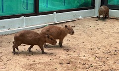 Tin tức thời sự hôm nay (31/12): Thảo cầm viên Sài Gòn ra mắt gia đình capybara