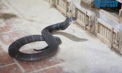 Năm Ất Tỵ, nghe chuyện về những  "tỷ phú " ở  "thủ phủ " nuôi rắn lớn nhất nhì miền Bắc