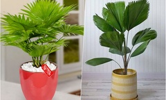 Cây cọ cảnh hợp mệnh gì ?