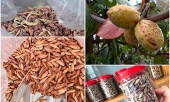 Hạt bàng - món ăn vặt học trò bỗng hóa  "vàng ", giá nửa triệu đồng/kg