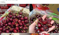 Cherry Chile giá sập sàn chỉ hơn 100.000 đồng/kg, dân tình đổ xô  "mua như trẩy hội "