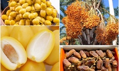  "Báu vật " Dubai bí ẩn xuất hiện tại chợ Việt, giá  "không tưởng "