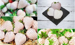 Loại quả ở Nhật Bản được ví là món ngon  "đốt tiền " của giới siêu giàu, giá trên trời vẫn  "cháy hàng "