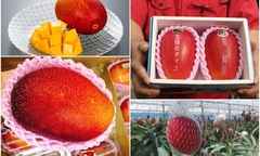 Loại quả mệnh danh  "trứng của mặt trời " giá gần 100 triệu/cặp, giàu  "nứt đố đổ vách " cũng chưa chắc mua được
