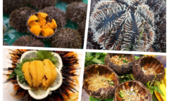 Loài gai góc được ví là  "thần dược cho quý ông ", giá đắt đỏ cả triệu bạc/kg vẫn cháy hàng