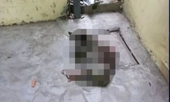 Vụ chú chó bị trói ở trường học: Diễn biến mới nhất