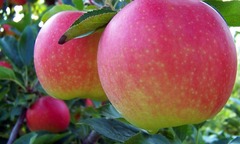 Choáng váng loại táo  "đắt nhất hành tinh 500.000 đồng/quả, chỉ dành cho giới siêu giàu