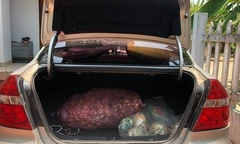 Xe con có được chở hàng không?