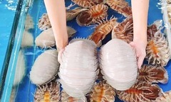   "Quái vật biển sâu " lại là  "vua hải sản ", ngon  "nức tiếng ", giá  "trên trời " vẫn không có mà mua