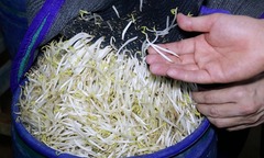 3.500 tấn giá đỗ ngâm hóa chất độc hại ở Nghệ An đã được bán đi đâu?