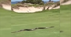 Thót tim cảnh  "bé na " dài gần 3m  "dạo chơi " trên sân golf