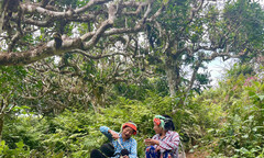 Từ vùng núi cao đến giấc mộng văn hóa Việt: Câu chuyện trà Shan Tuyết Happy Tea