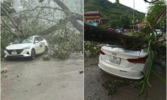 Cây đa trăm tuổi ở Hòa Bình bật gốc đè trúng ô tô, 4 người may mắn thoát nạn