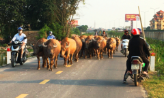 Người dắt vật nuôi trên đường bộ phải thực hiện thế nào?