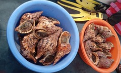 Nhà hàng nổi ở vịnh Nha Trang tự nguyện thả 21kg ốc quý hiếm về biển