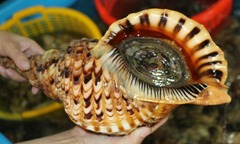Không phải yến sào, đây mới là  "cao lương mỹ vị " tiền triệu được giới nhà giàu  "săn đón "