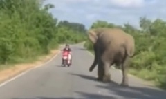 Clip: Voi rừng nổi giận, tấn công người đàn ông dừng xe giữa đường 