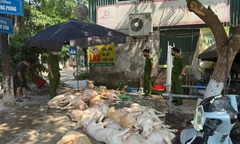Phát hiện gần 1 tấn thịt lợn vứt trên sàn nhà, ruồi bâu đầy sắp được sơ chế để quay nướng