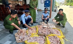 Phát hiện hơn 470kg chân gà, đuôi lợn không rõ nguồn gốc ở Nghệ An