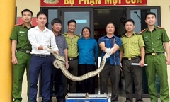 Phát hiện con vật nằm trong Sách đỏ, nặng hơn 10kg bò vào vườn nhà dân