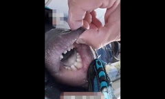 Clip: Ngư dân  "phát hoảng " vì bắt được cá có răng và môi như người