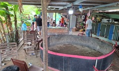 Triệt phá sới cá độ đá gà  "khủng " núp bóng trại nuôi giữa trung tâm Đà Nẵng