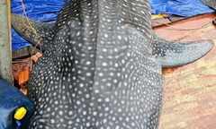 Phát hiện cá  "lạ " nặng nửa tấn, nghi cá nhám voi quý hiếm chết trên vùng biển Thái Bình